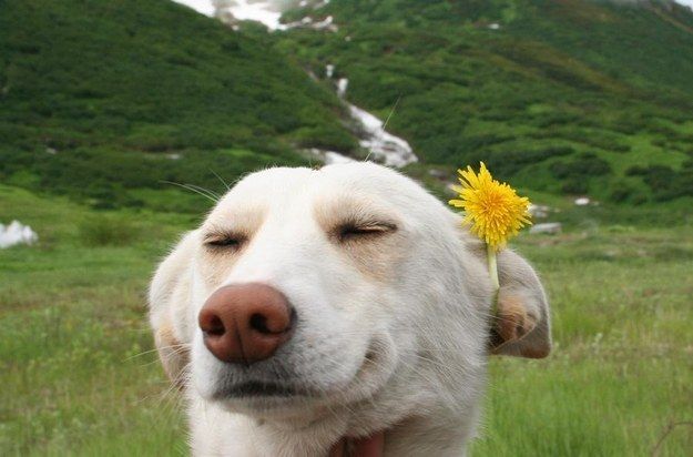 A blissful cream dog with a dandelion tucked behind one ear, eyes closed in a green mountain meadow.