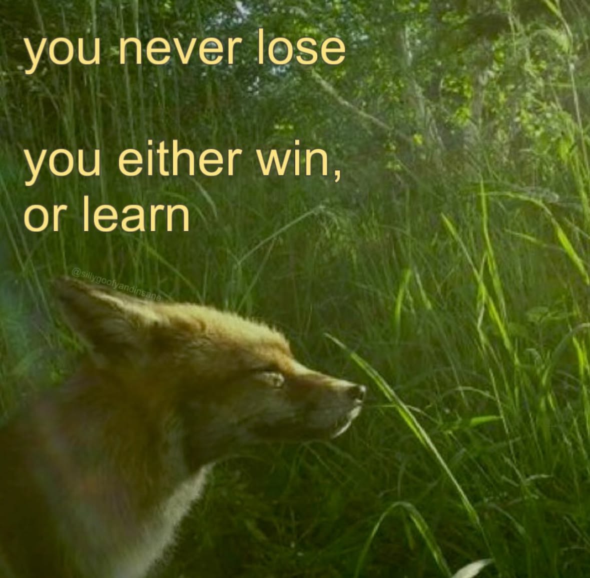 A fox resting with its eyes closed in tall green grass, captioned 'you never lose, you either win, or learn.'